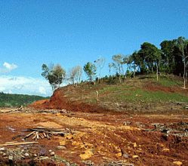 LOS BOSQUES SEGUN LA FAO: «NO ME ANIMO A DECIR LO MAL QUE ESTAMOS»